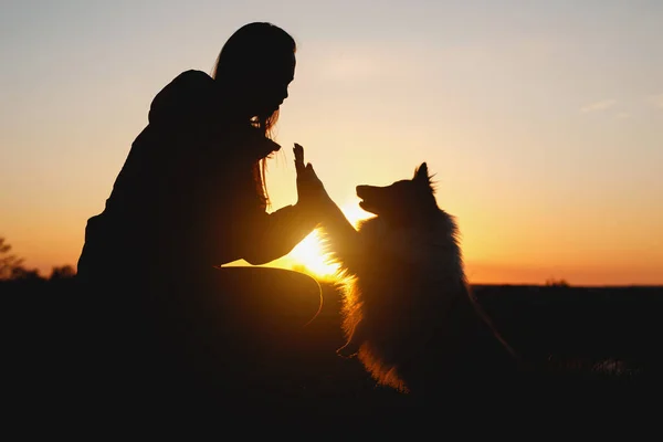 Cão Apertar Mão Dono Amizade Entre Mulher Seu Animal Estimação — Fotografia de Stock