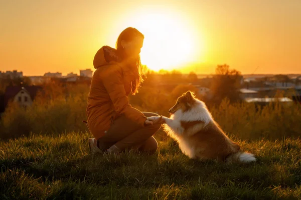 Amizade Animal Estimação Proprietário Menina Cachorro Durante Pôr Sol — Fotografia de Stock