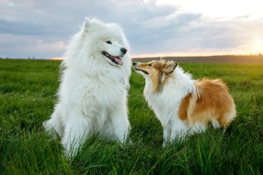 İki köpek çimenlerde oturuyor. Sheltie ve Samoyed - Bjelkers dostluğu.