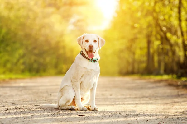 公园里快乐纯正的拉布拉多猎犬的肖像. — 图库照片