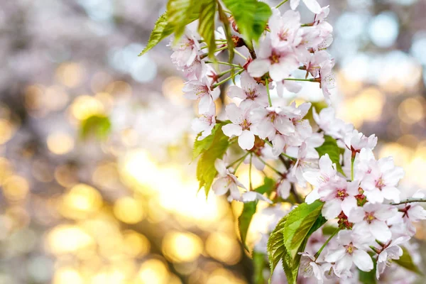 Blossom cherry flowers. Spring background. — Stock Photo, Image