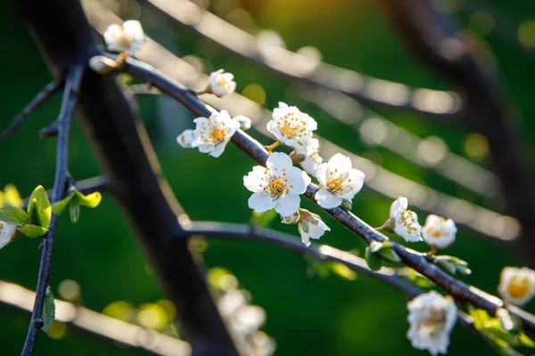 Blooming Flowers Tree Branch Spring — Stock Photo, Image