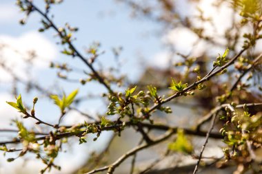 Dalda bahar ağacı tomurcukları var. Doğa arkaplanı