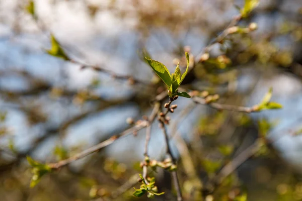 Botões Árvores Primavera Ramo Natureza Fundo — Fotografia de Stock