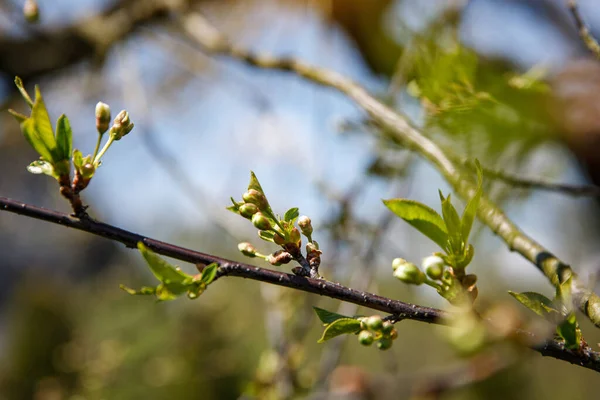 Springtime Tree Buds Branch Nature Background — Stock Photo, Image