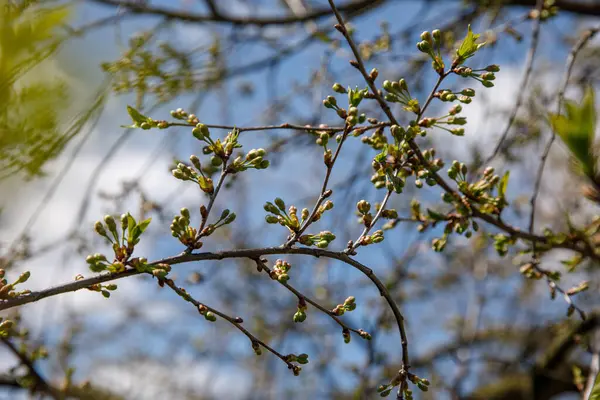 Botões Árvores Primavera Ramo Natureza Fundo — Fotografia de Stock