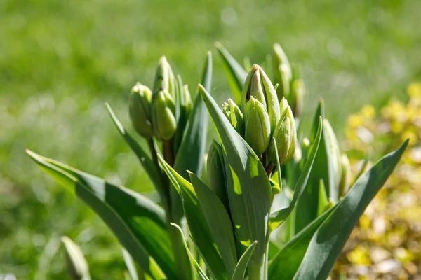 Frühling Tulpenknospen Einem Park — Stockfoto