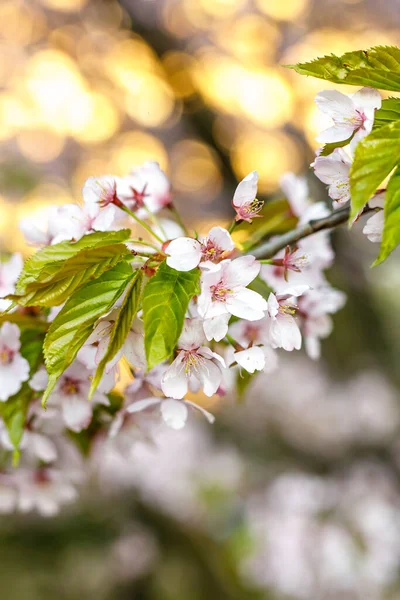Blossom Cherry Flowers Spring Background — Stock Photo, Image