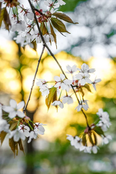 Blossom Cherry Flowers Branch Springtime Nature Background — Stock Photo, Image