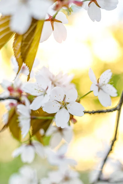 Blooming Flowers Tree Branch Spring Nature Background — Stock Photo, Image