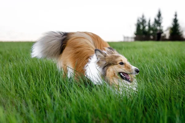 Shetland Sheepdog Prado Grama Verde — Fotografia de Stock