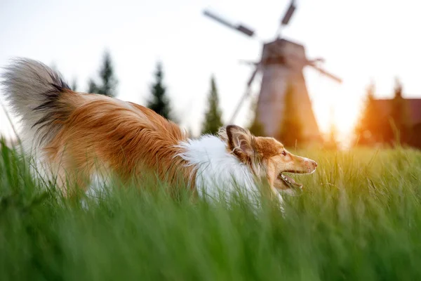 毛绒绒的狗在绿地里 设得兰牧羊犬和风车背景 — 图库照片