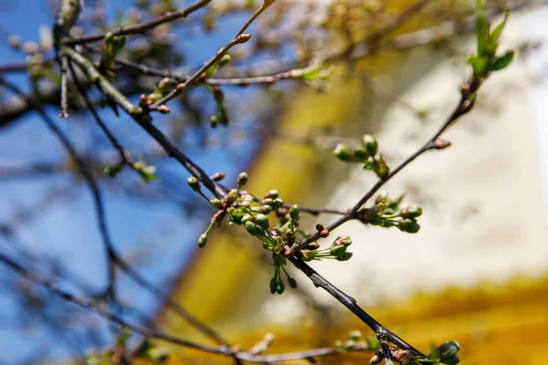 Botões Árvores Primavera Ramo Natureza Fundo — Fotografia de Stock