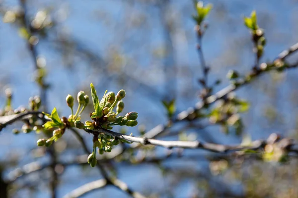 Brotes Árboles Primavera Rama Fondo Naturaleza —  Fotos de Stock