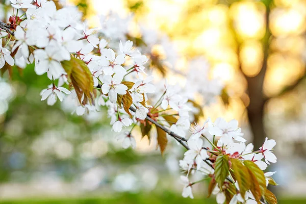 Blossom Cherry Flowers Branch Springtime Nature Background — Stock Photo, Image