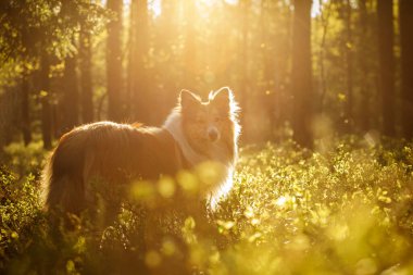 Ormandaki mutlu köpek. Shetland Çoban Köpeği - Gün batımında Sheltie