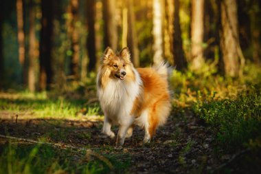 Ormandaki mutlu köpek. Shetland Çoban Köpeği - Gün batımında Sheltie