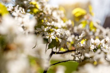 Bahar çiçeği arka planı. Çiçek açan ağacın güzel doğa manzarası. Dallardaki çiçekler