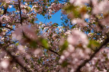 Bahar çiçeği arka planı. Çiçek açan ağacın güzel doğa manzarası. Dallardaki pembe çiçekler.