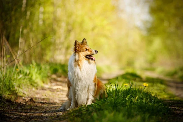 Perro Feliz Bosque Shetland Pastor Está Sentado Una Hierba —  Fotos de Stock