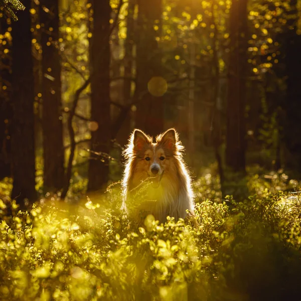 快乐的狗在森林里 设得兰牧羊犬正坐在草地上 — 图库照片