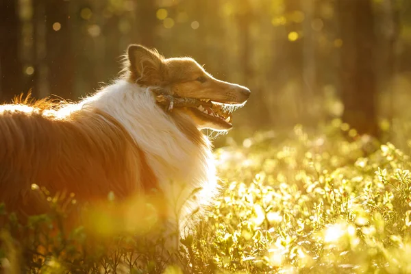 Owczarek Szetlandzki Kijem Zębach Pies Zachodzie Słońca Tle Lasu — Zdjęcie stockowe