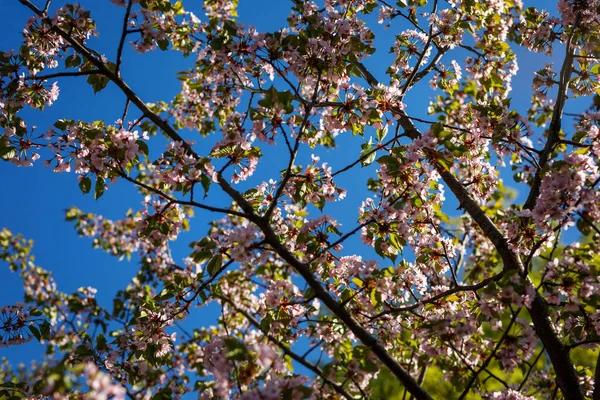 Fundo Flor Primavera Bela Cena Natureza Árvore Florescente Flores Cor — Fotografia de Stock