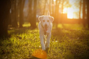 Ormandaki genç labrador