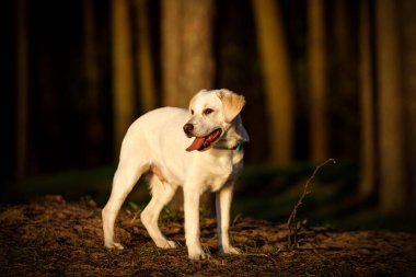Günbatımı ormanında Labrador