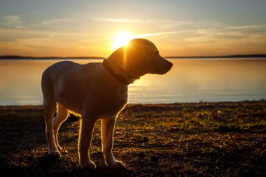 Gün batımındaki genç labrador