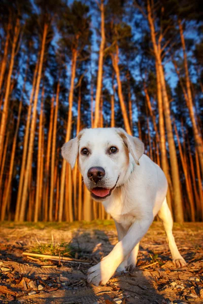 Funny portrait of a labrador in forest