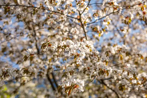 Весняний Квітучий Фон Прекрасна Природна Сцена Квітучого Дерева Квіти Гілках — стокове фото