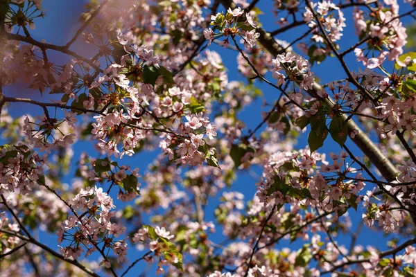 Квітучі Рожеві Квіти Гілці Весняний Фон — стокове фото
