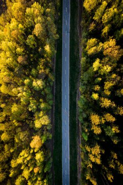 Orman yolunun havadan görünüşü. Yol ve sarı yeşil ağaçlarla sonbahar manzarası.