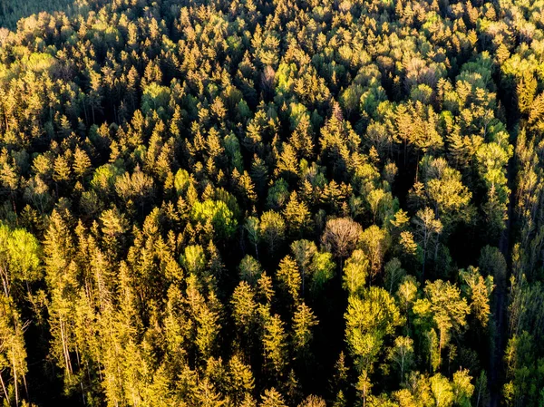Top View Autumn Trees Nature Texture — Stock Photo, Image