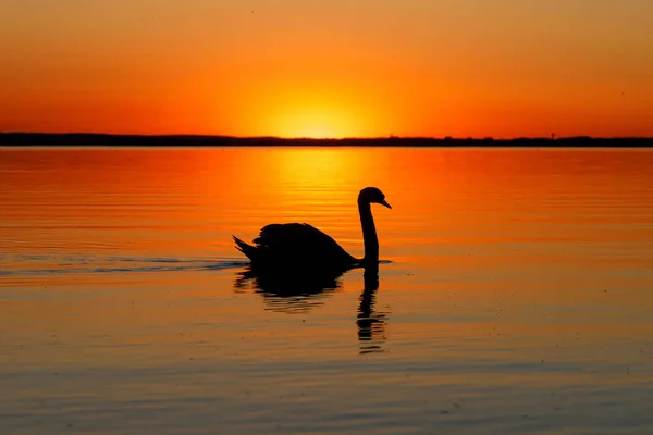 Black Silhouette Swan Sunset — Stock Photo, Image