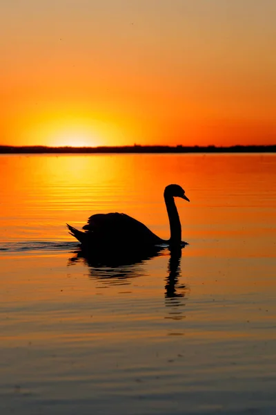 Чорний Силует Лебедя Заході Сонця — стокове фото