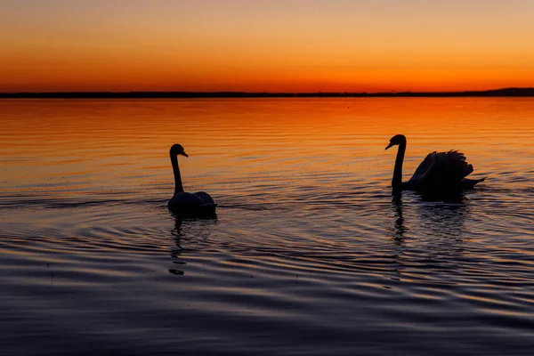 Silueta Negra Una Familia Cisnes Atardecer —  Fotos de Stock