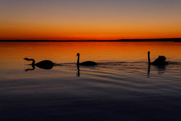 Zwart Silhouet Van Een Zwanenfamilie Bij Zonsondergang — Stockfoto