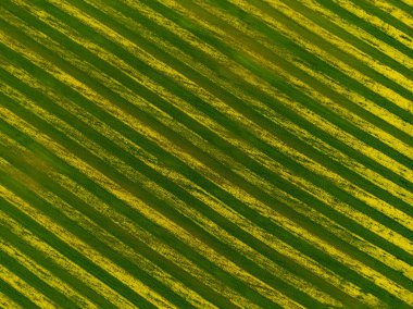 Çizgili kolza tohumu alanının en üst görüntüsü. Doğa duvar kâğıdı