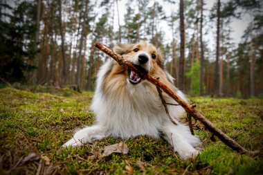 Köpek ormanda bir sopayla oynuyor. Evcil hayvan sivri dişlerini biler.