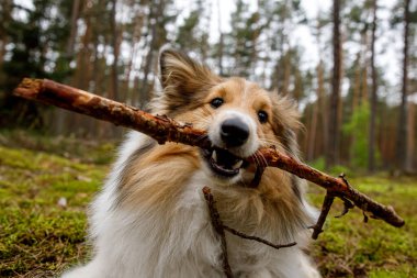 Köpek çayırda sopayı kemiriyor.