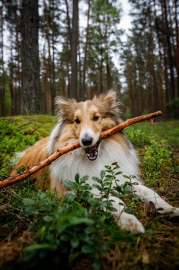Köpek çayırda sopayı kemiriyor.