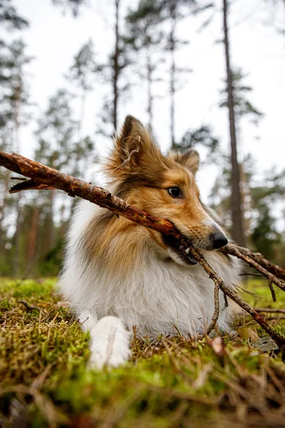 Chien Ronge Bâton Dans Une Prairie Forestière — Photo