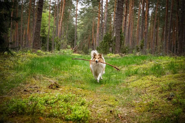 Cão Está Brincando Com Pau Floresta — Fotografia de Stock