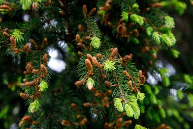 Young Christmas tree in spring with green needles and fresh cones.