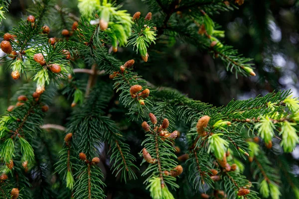 Spruce branch with young needles and young spruce cone. — Stock fotografie