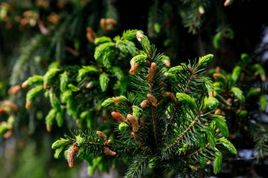 Young Christmas tree in spring with green needles and fresh cones.