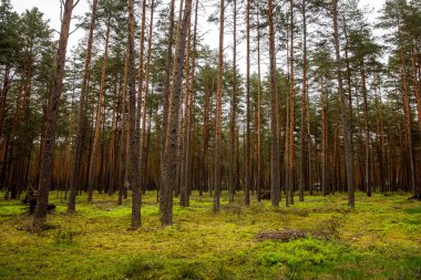 Wild pine forest. Nature background.