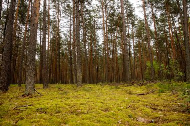 Wild pine forest. Nature background.